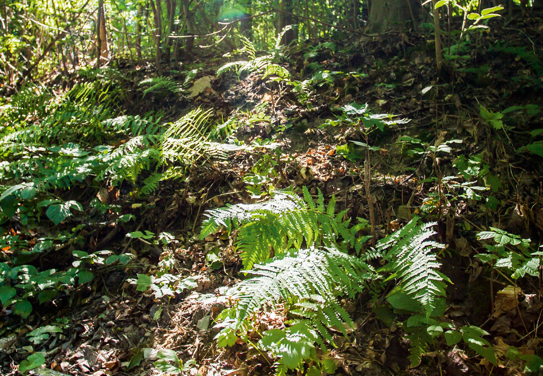 Der Waldboden wirkt wie ein Schwamm und lässt so das Regenwasser nicht einfach abfließen