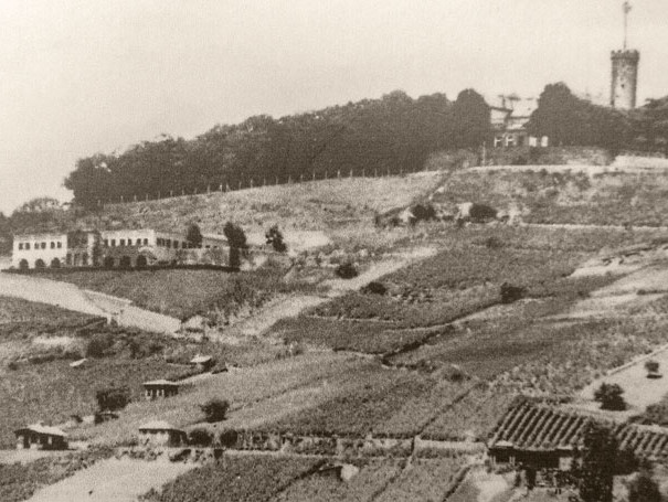 Der Wartberg vor der Rebflurbereinigung 1968–1971