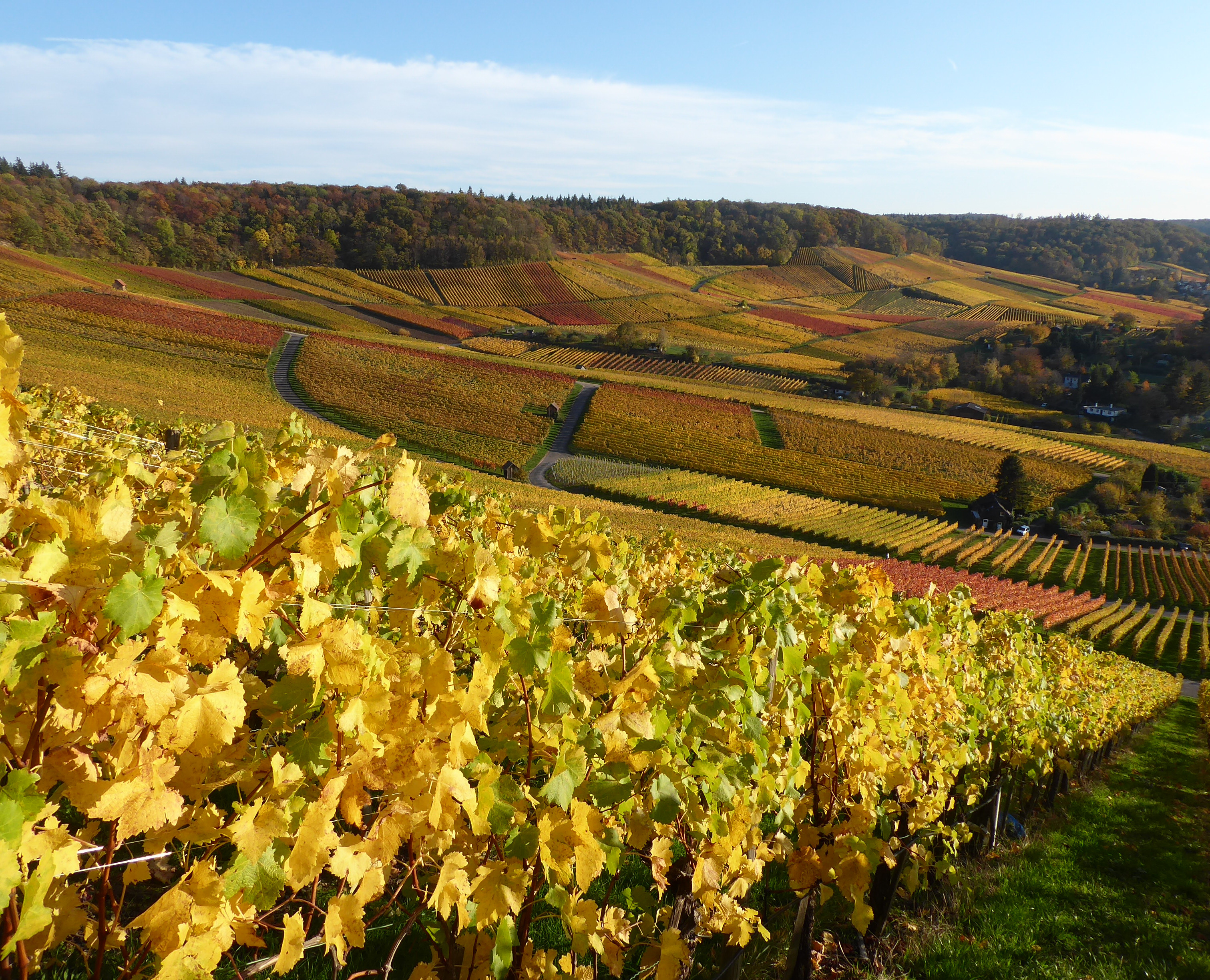 Blick auf die Weinberge am Fuße des Wartbergs, Lage Sülmerried