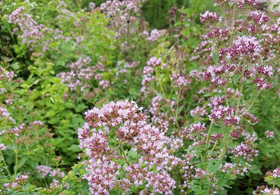 Oregano