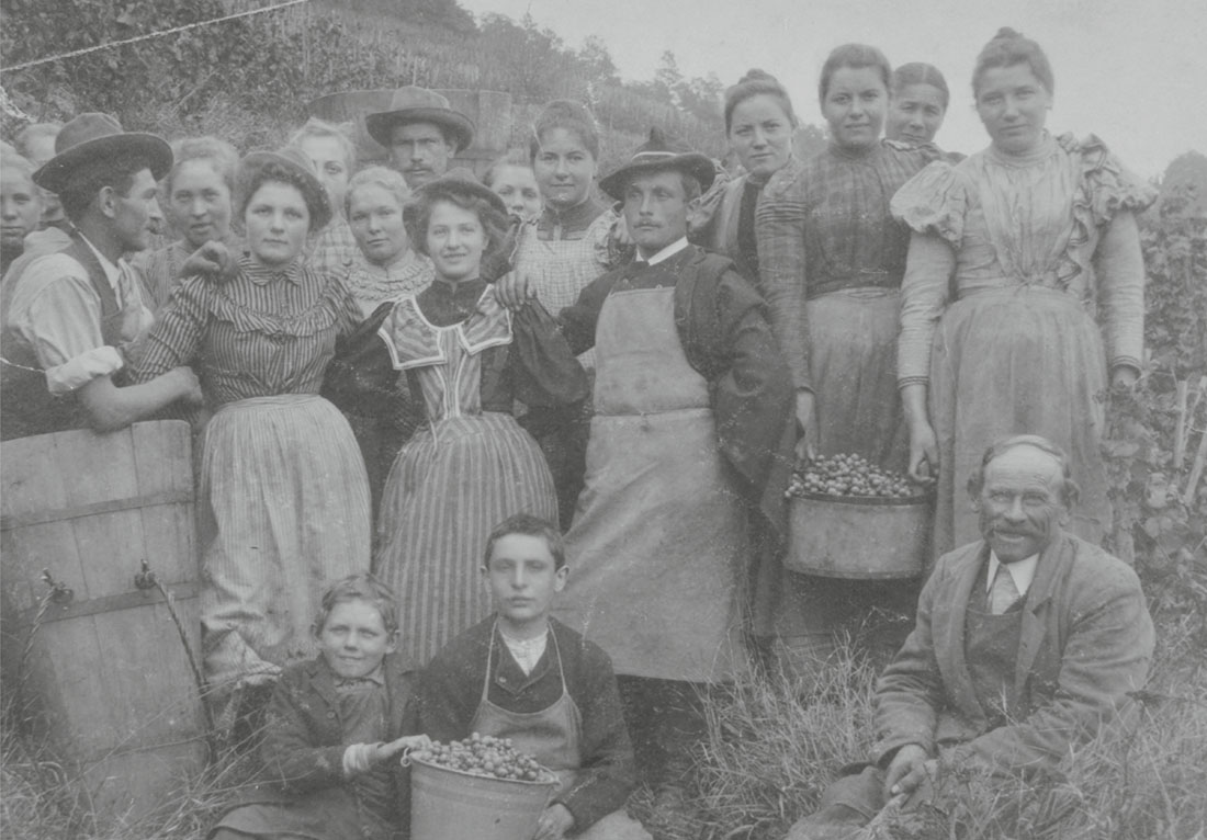 Familie Haag bei der Weinernte (Fotosammlung Stadtarchiv Heilbronn/Aufnahme: nicht bekannt)