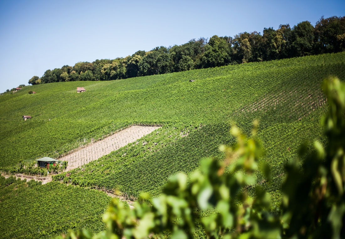 Stadtwald auf dem Wartberg schützt die Reben