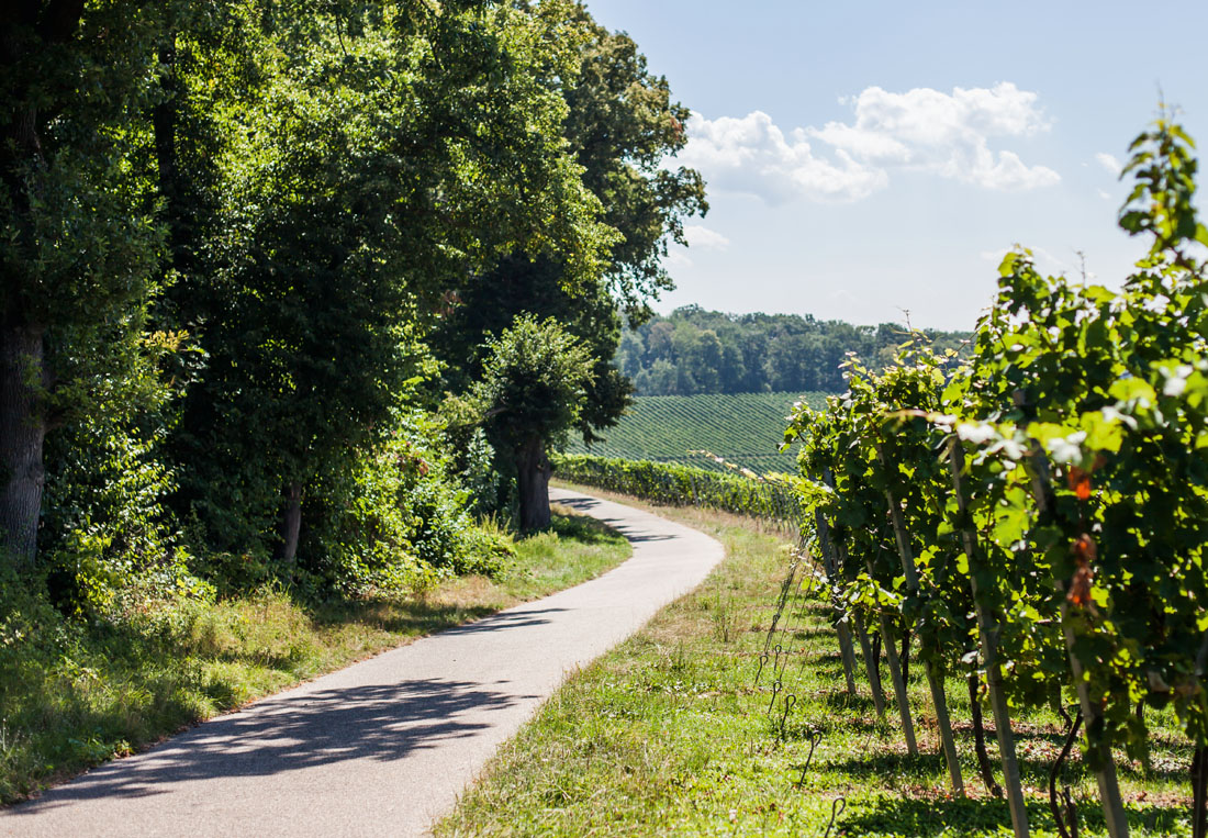 Der Wald auf dem Wartberg schützt die Reben