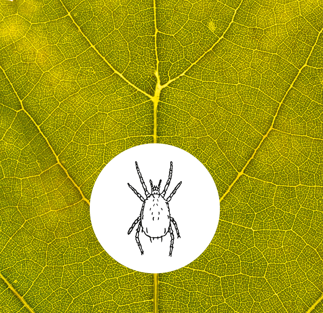 Nützling Raubmilbe
Schutzräuber, der sich von pflanzen- schädigenden Milben ernährt. (Größe: 0,4 mm)